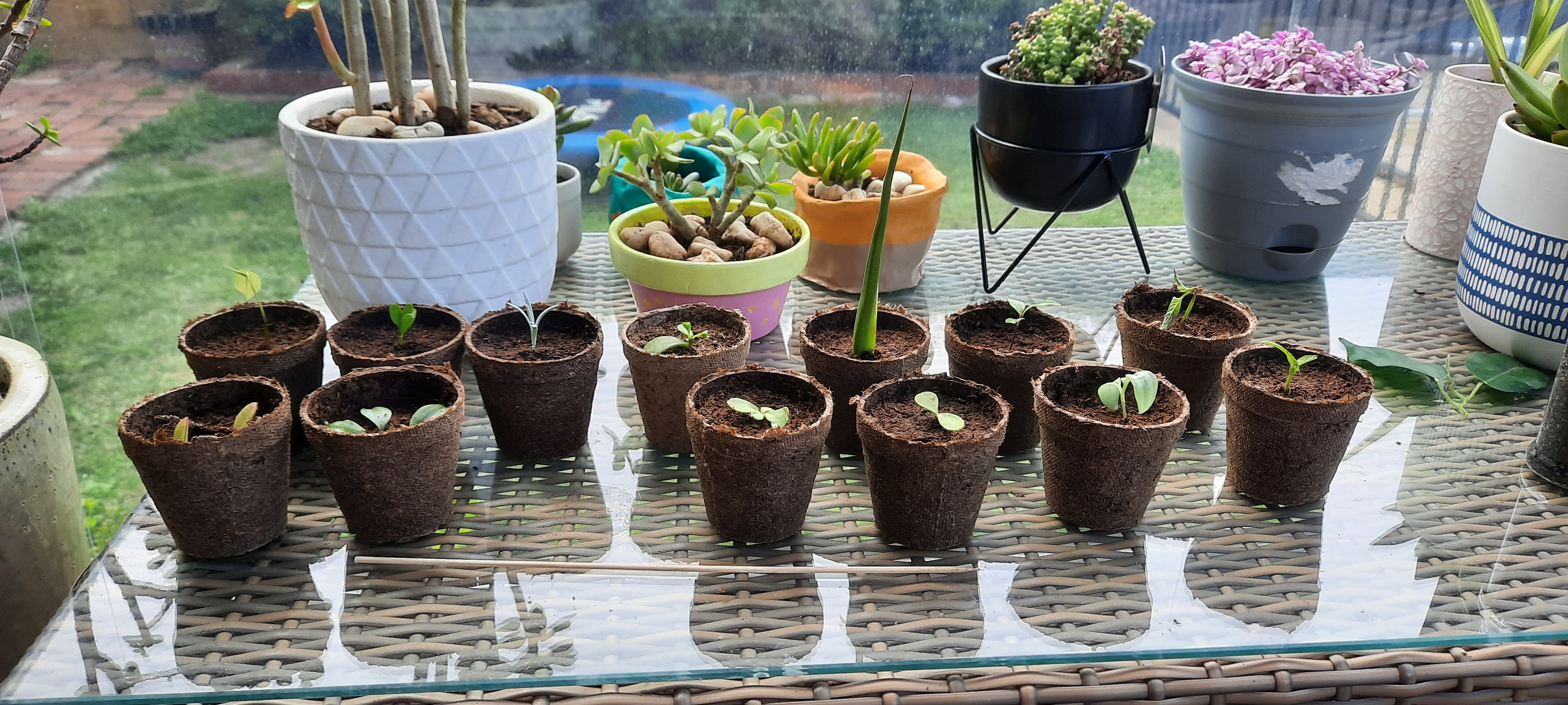 2021.02.11 - Cuttings