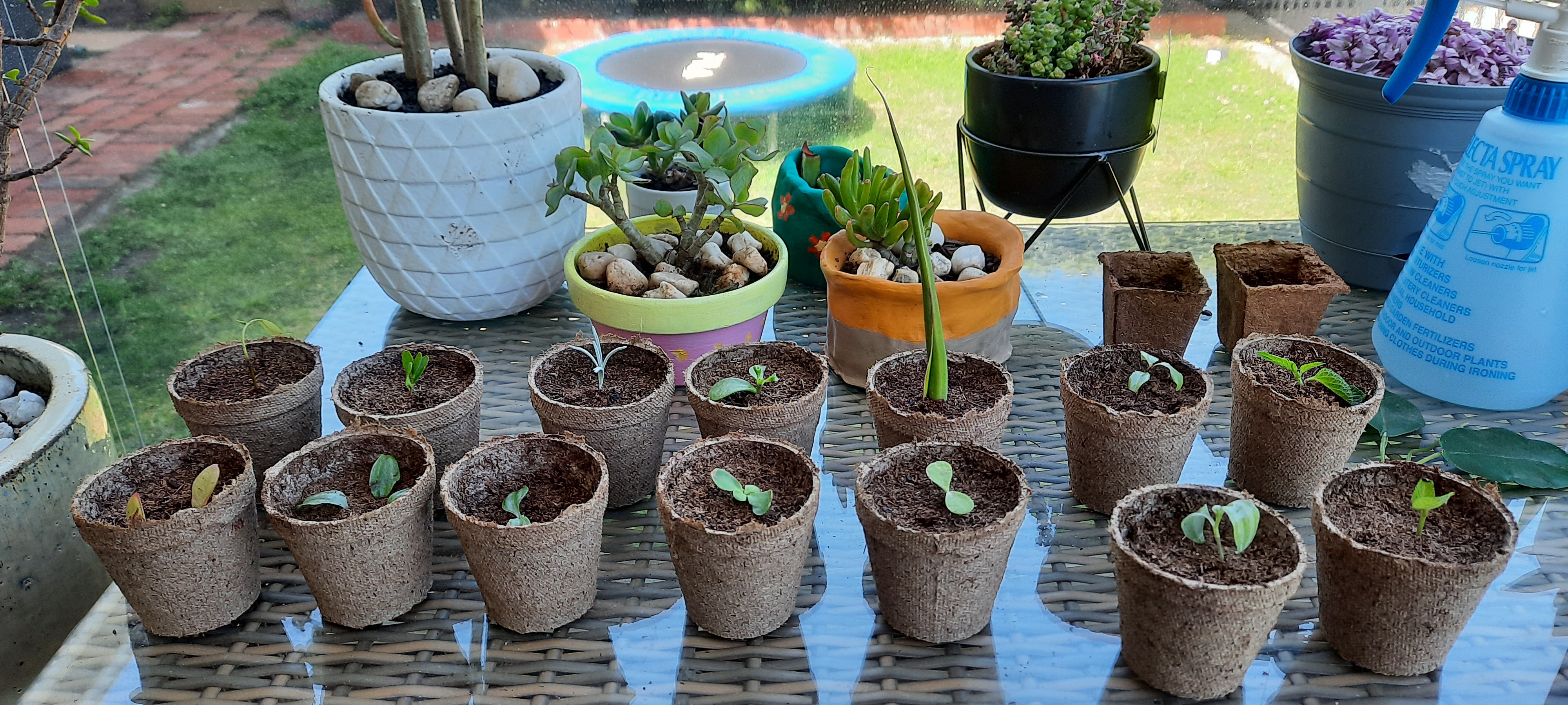 2021.02.12 - Cuttings