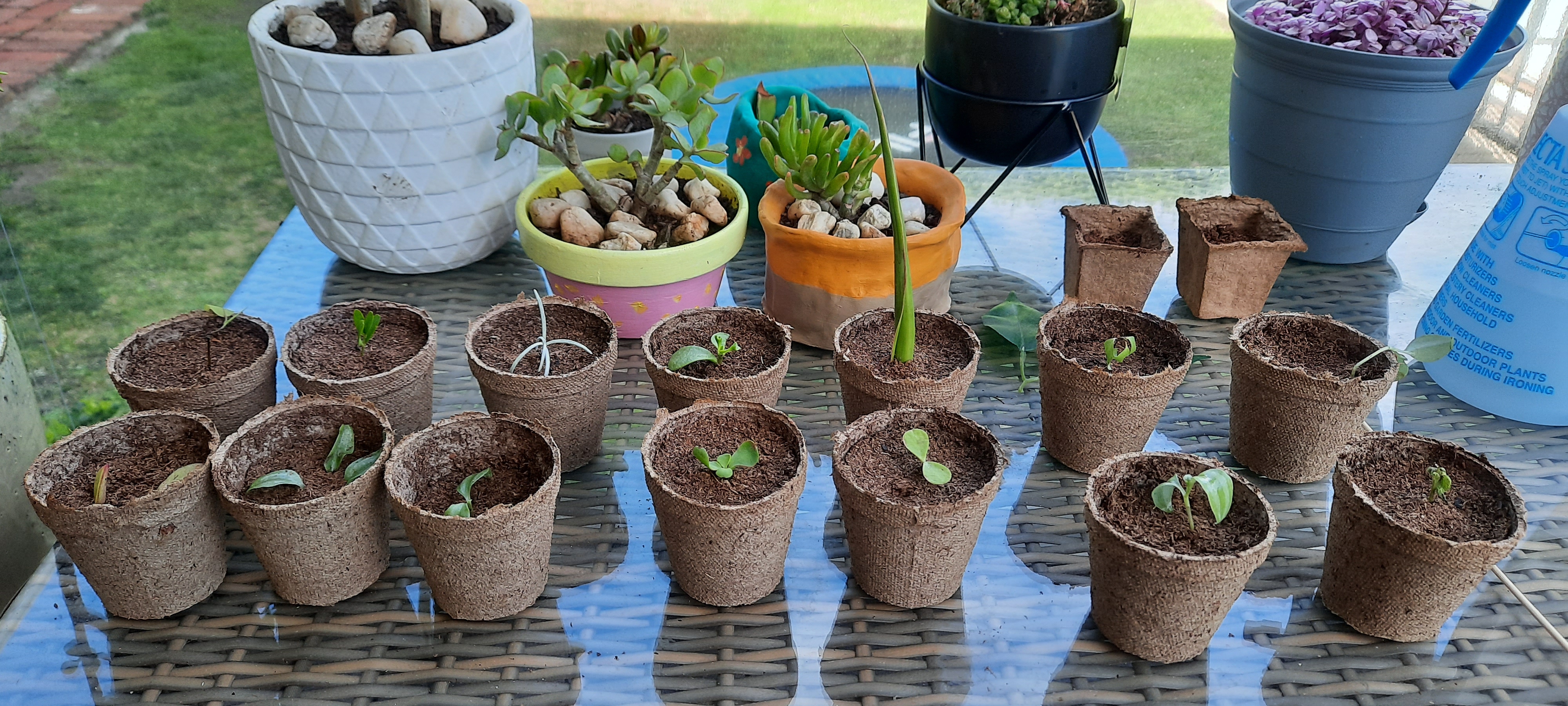 2021.02.14 - Cuttings