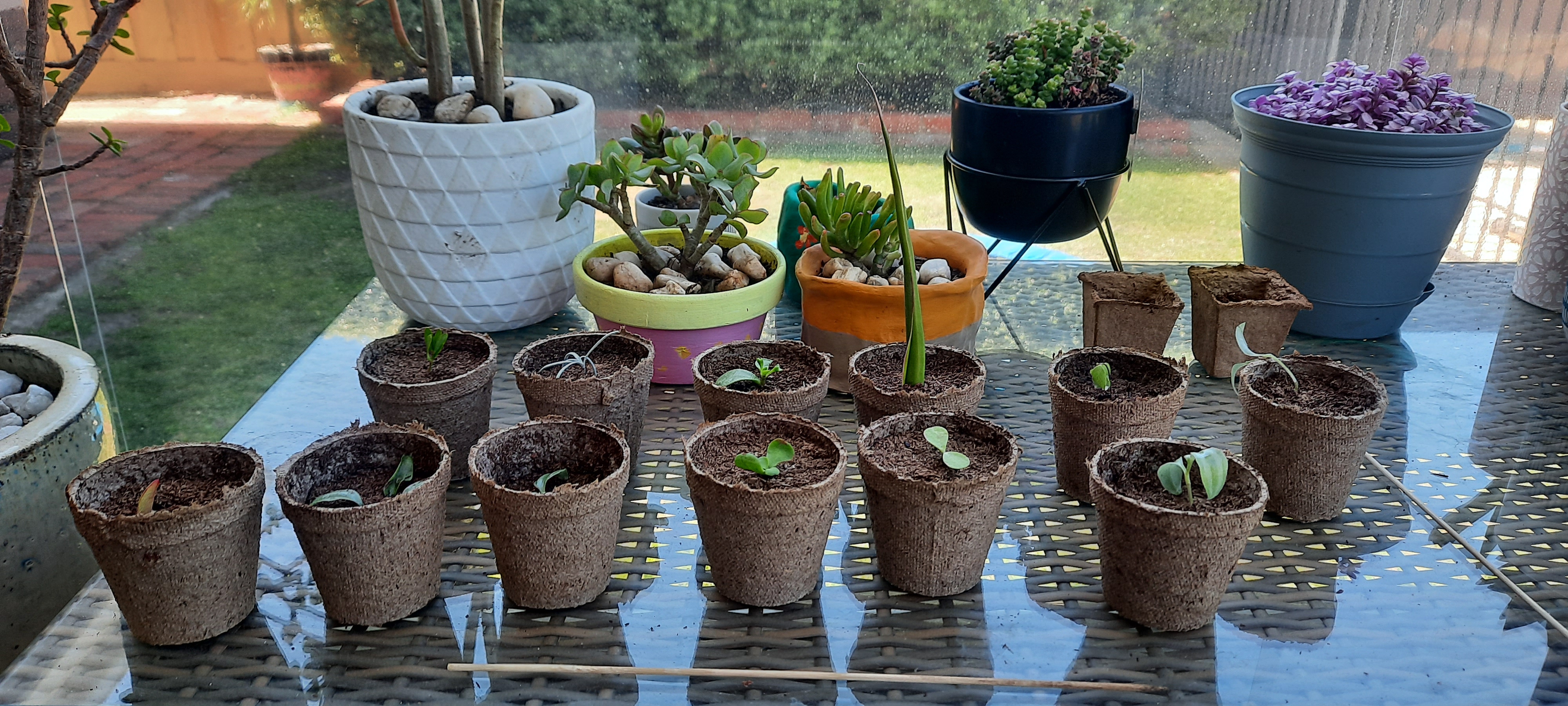 2021.02.15 - Cuttings