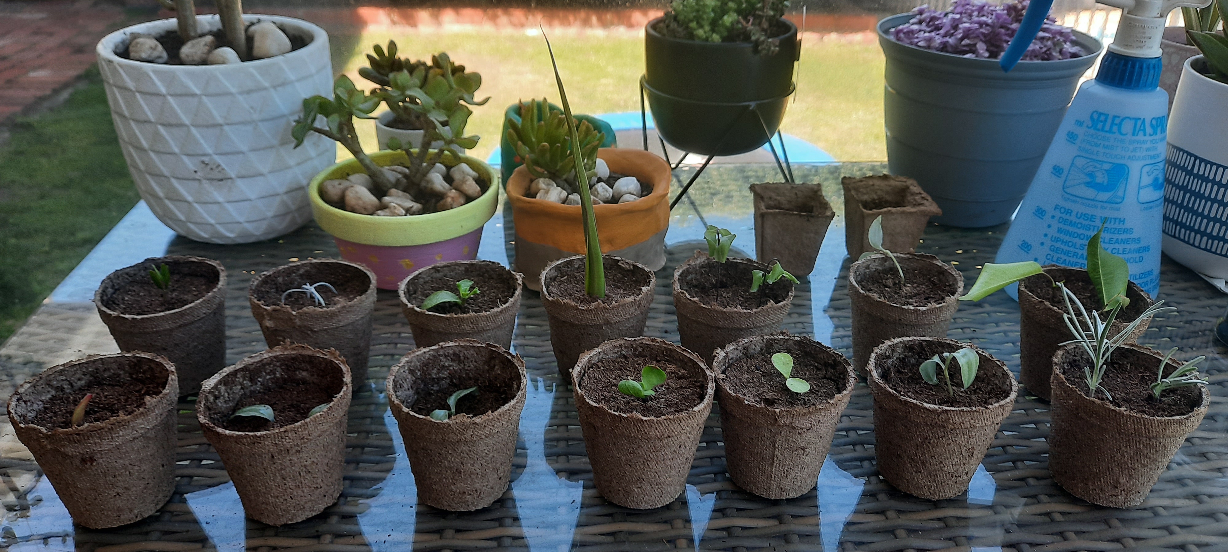 2021.02.17 - Cuttings