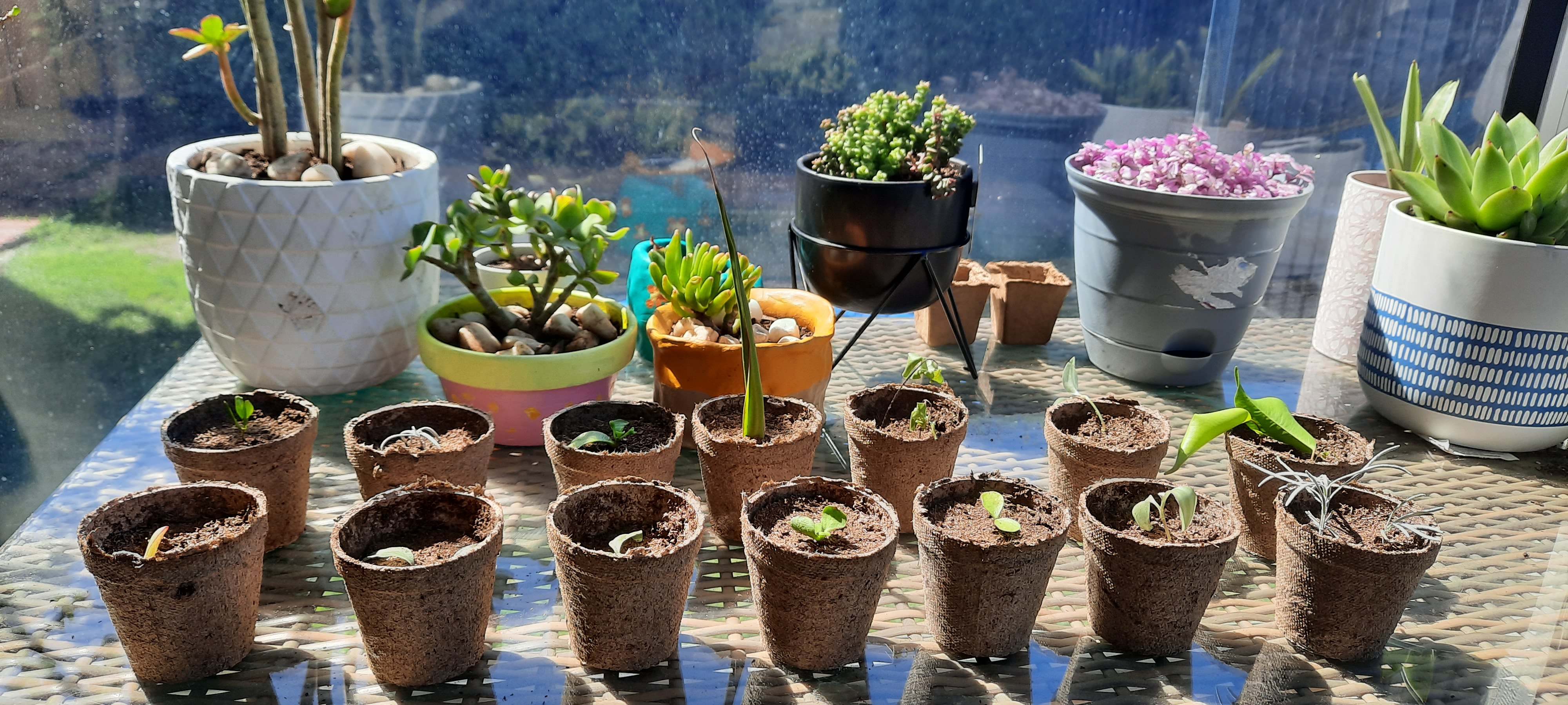 2021.02.18 - Cuttings